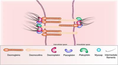 SIRT1 activation and its effect on intercalated disc proteins as a way to reduce doxorubicin cardiotoxicity